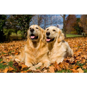 Papermoon Fotobehang Golden Retriever Vliesbehang, eersteklas digitale print