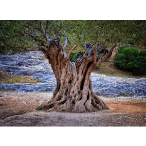 Papermoon Fotobehang Old olijf Tree Trunks