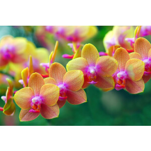 Papermoon Fotobehang Gouden Orchids