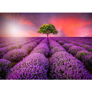 Papermoon Fotobehang Lavendel Field in Sunburst
