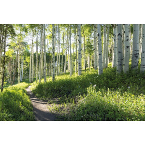Papermoon Fotobehang Birch Hiking trail