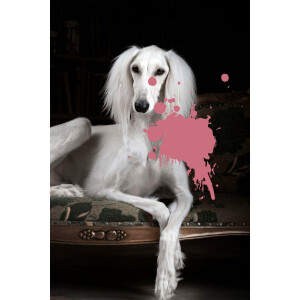 queence Artprint op acrylglas Hond met kleurvlek Fine Art-print in galeriekwaliteit