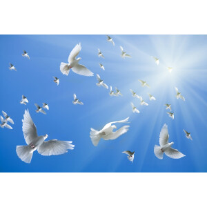 Papermoon Fotobehang White Doves