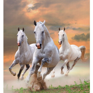 Papermoon Fotobehang White Stallions in Dust