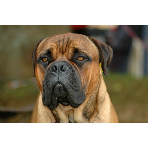 Papermoon Fotobehang Bullmastiff-portret Vliesbehang, eersteklas digitale print