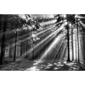 Papermoon Fotobehang Wood Glade