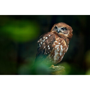 Papermoon Fotobehang Brown Wood Owl Vliesbehang, eersteklas digitale print