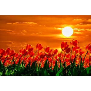 Papermoon Fotobehang Rode tulpen Vliesbehang, eersteklas digitale print