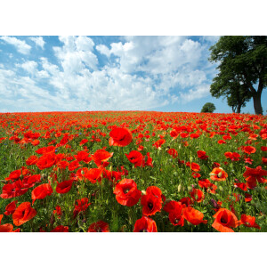 Papermoon Fotobehang Red Poppy Field