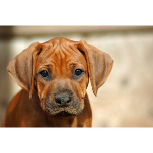 Papermoon Fotobehang Rhodesian ridgeback pup Vliesbehang, eersteklas digitale print
