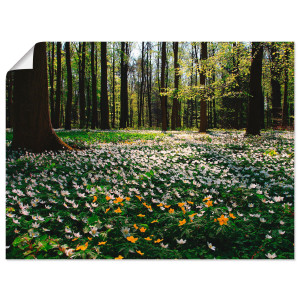 Artland Artprint Lentebos bedekt met anemonen als artprint op linnen, poster in verschillende formaten maten