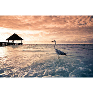 Papermoon Fotobehang Flamingo tropical beach Vliesbehang, eersteklas digitale print