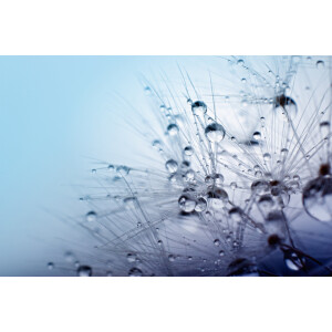 Papermoon Fotobehang Seeds with Water drops