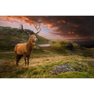 Papermoon Fotobehang Red Deer