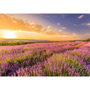 Papermoon Fotobehang Lavender Field