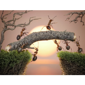 Papermoon Fotobehang Ants teamwork