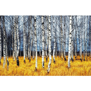 Papermoon Fotobehang Autumn Birch Grove