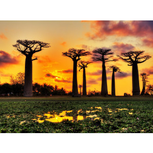 Papermoon Fotobehang Baobabs Trees African Sunset