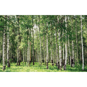 Papermoon Fotobehang Birch forest