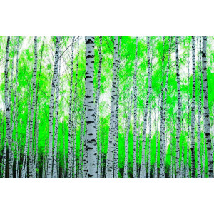 Papermoon Fotobehang Birch forest