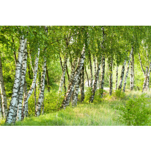 Papermoon Fotobehang Birch Tree forest