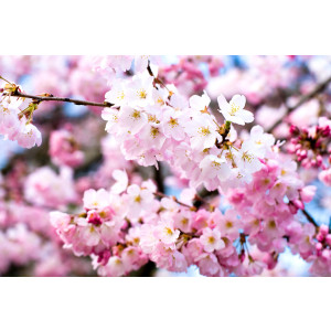 Papermoon Fotobehang Cherry Blossoms