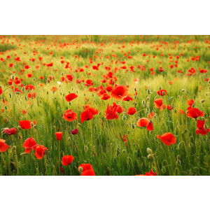 Papermoon Fotobehang Field of Poppies