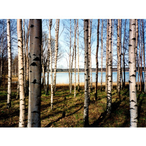 Papermoon Fotobehang Finnish forest of Birch Trees