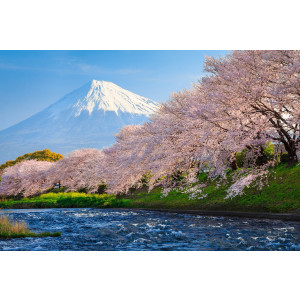 Papermoon Fotobehang Fuji and Sakura