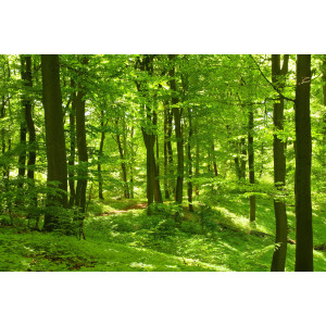 Papermoon Fotobehang German Beech forest