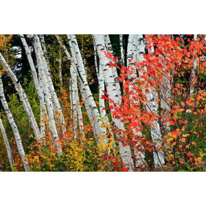 Papermoon Fotobehang Herfst berkenbos Vliesbehang, eersteklas digitale print