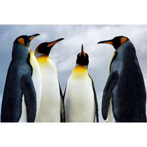 Papermoon Fotobehang King Pinguins