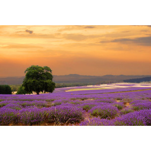 Papermoon Fotobehang Lavender Field