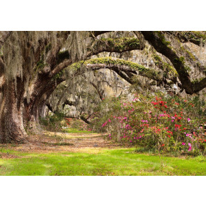 Papermoon Fotobehang Live oak tunnel Vliesbehang, eersteklas digitale print