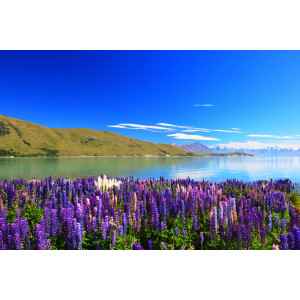 Papermoon Fotobehang Lupines Lake Tekapo