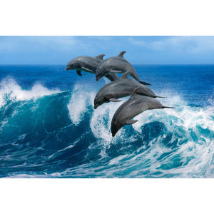 Papermoon Fotobehang Playful Dolphins