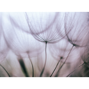 Papermoon Fotobehang Purper Abstract Dandelion