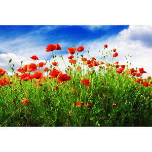 Papermoon Fotobehang Red Poppies