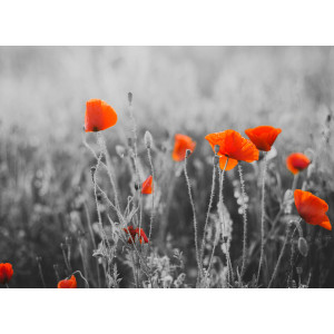 Papermoon Fotobehang Red Poppy Flowers