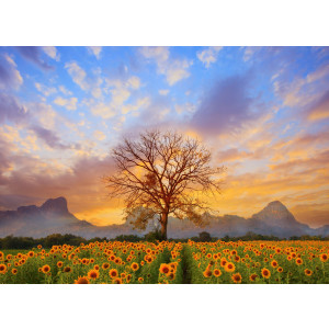 Papermoon Fotobehang Sunflower Field