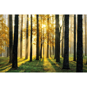 Papermoon Fotobehang Sunny forest
