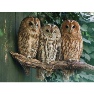 Papermoon Fotobehang Tawny Owls