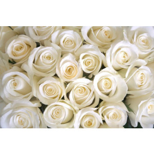 Papermoon Fotobehang White Roses
