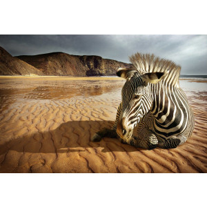 Papermoon Fotobehang Zebra op het strand Vliesbehang, eersteklas digitale print