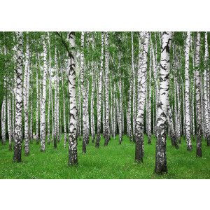 Papermoon Fotobehang Zoemer Birch forest