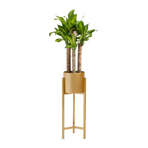 QUVIO Plantensteunen metaal - 22x22x60 cm - Goud -S