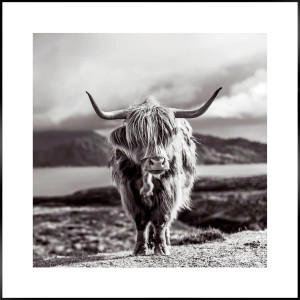 Reinders! Artprint Slim Frame Black 50x50 Highland Cow