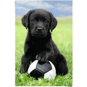 Reinders! Poster Labrador pup voetbal