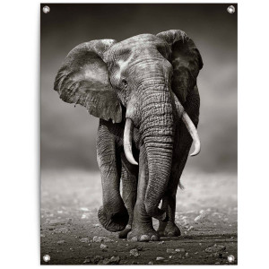 Reinders! Poster Olifant