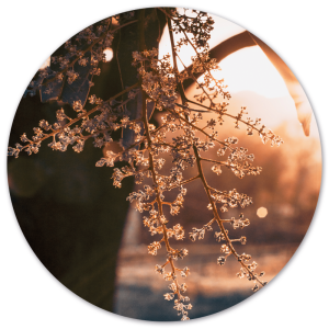 Wanddecoratie cirkel Woods outdoor | Label2X